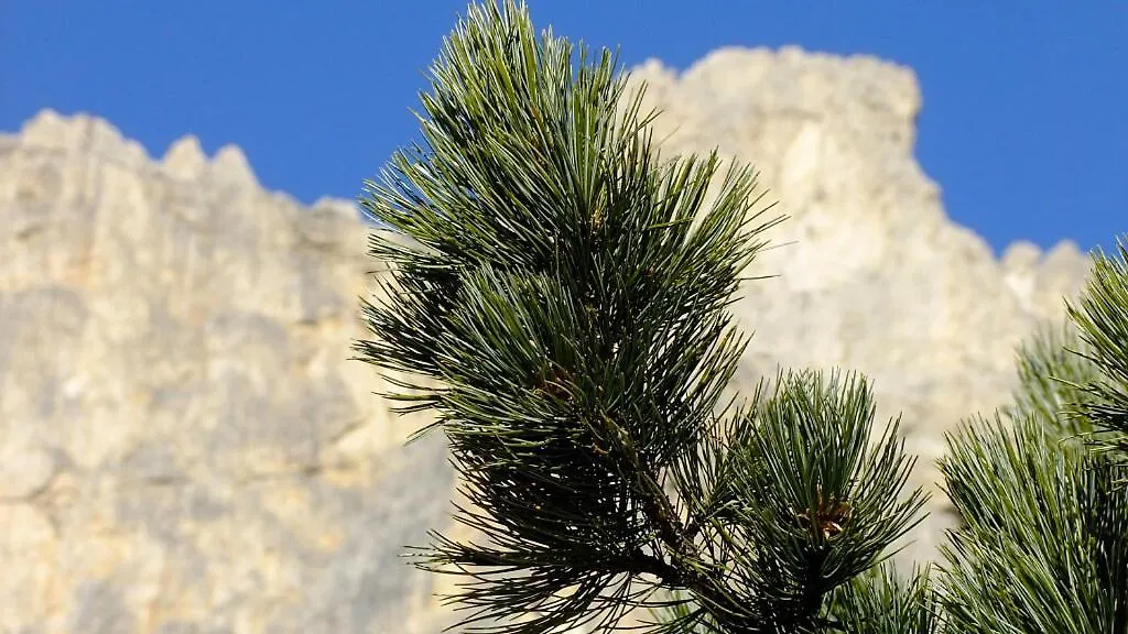Il Cirmolo Apartman Canale dʼAgordo